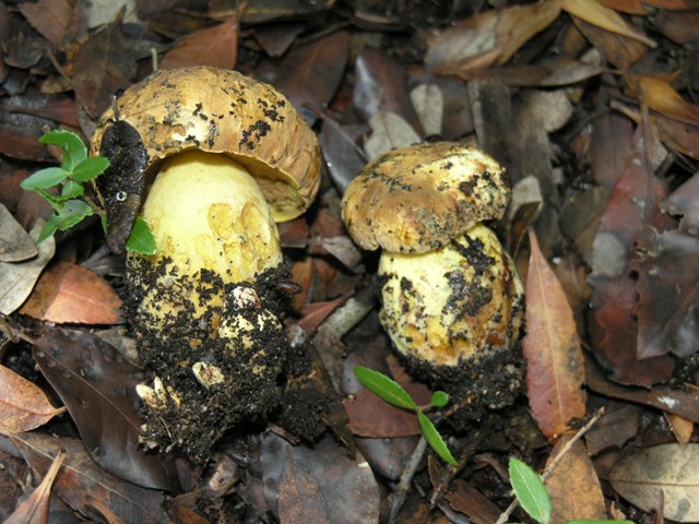 Boletus queletii???